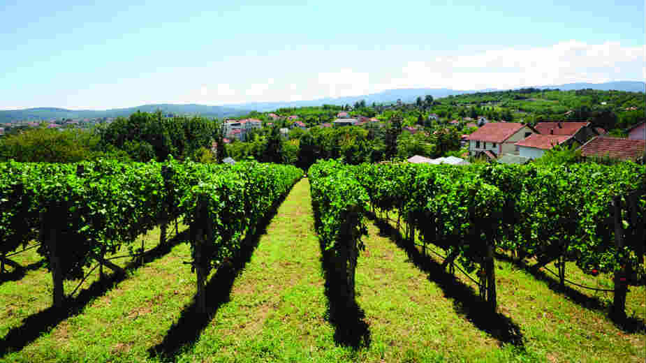 I Vrnjačka Banja na vinarskoj karti Srbije 1 I Vrnjačka Banja na vinarskoj karti Srbije 1