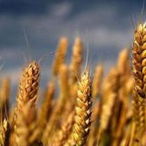 Ukrajina optužila Rusiju za krađu žita 11