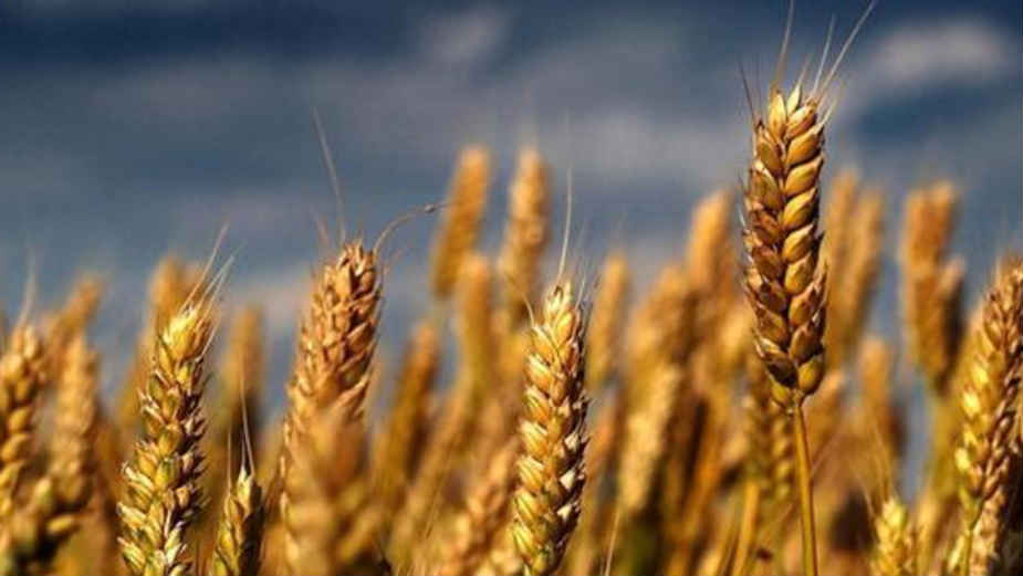 Ukrajina optužila Rusiju za krađu žita 1