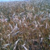 Malešević: Suša ozbiljno preti pšenici, biljna proizvodnja neizvesna 12