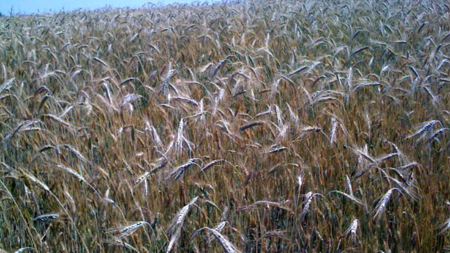 Malešević: Suša ozbiljno preti pšenici, biljna proizvodnja neizvesna 1