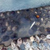 Titan-dioksid uzrok pomora ribe u Đetinji 6