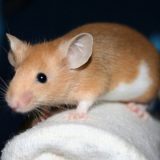 Kako se zaštiti od "mišije groznice"? 5