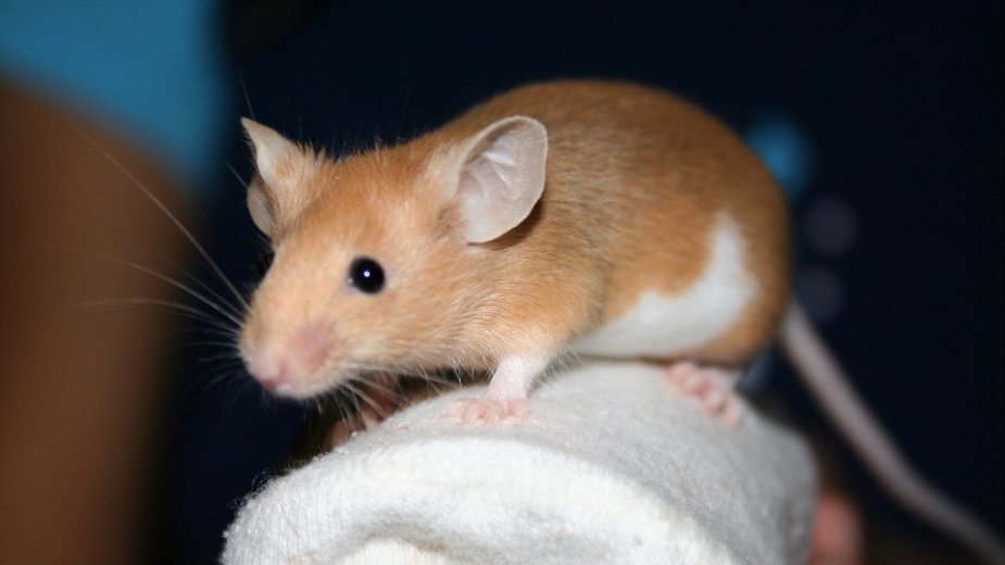 Kako se zaštiti od "mišije groznice"? 1