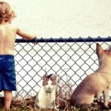 Pre nego što detetu nabavite psa ili mačku... 6