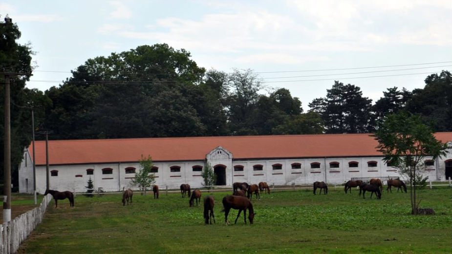 Gradonačelnik iskazao zahvalnost za Ljubičevskih konjičkih igara 1