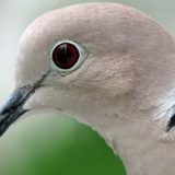 Apel za trajni lovostaj 2