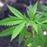 Južnoafrička Republika: Legalno korišćenje marihuane ali u kući 1