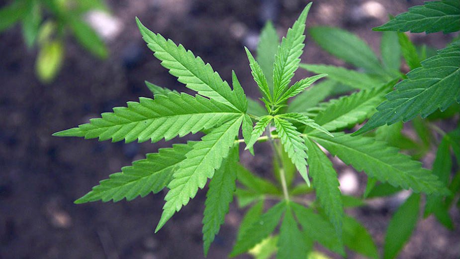 Četvrti Kanabis marš 29. septembra u Beogradu 1 Četvrti Kanabis marš 29. septembra u Beogradu 1