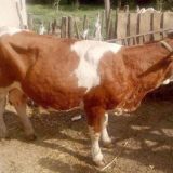 Ponovo izvoz govedine u BiH 6