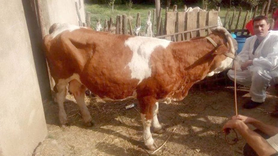Ponovo izvoz govedine u BiH 1