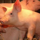 Ministarstvo upozorava na rizik od bolesti afričke kuge svinja 5