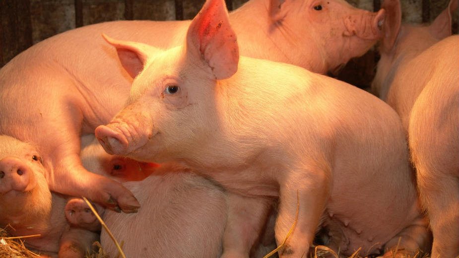 Ministarstvo upozorava na rizik od bolesti afričke kuge svinja 1