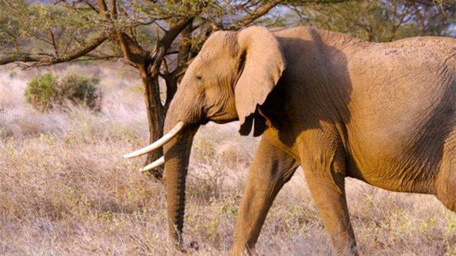 Slon ubio turistu 1