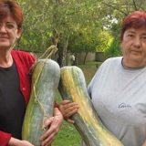 "Žuto meso", ulje i semenke za dobro zdravlje 5