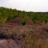 Uređeno oko 30 hektara zemljišta 2