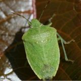 B92: Za smrdibube nema leka 4