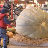 Slikajte se sa džin-bundevom 12