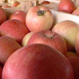 Od početka godine vraćeno svega 16 tona jabuka 4