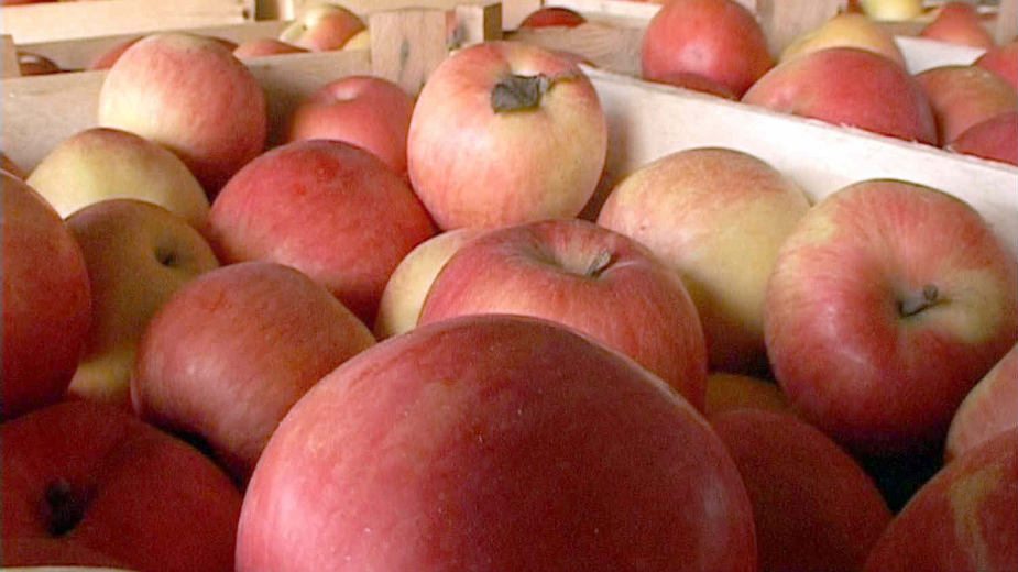 Od početka godine vraćeno svega 16 tona jabuka 1