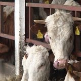 Naplata predate stoke tek u maju 2017. 5