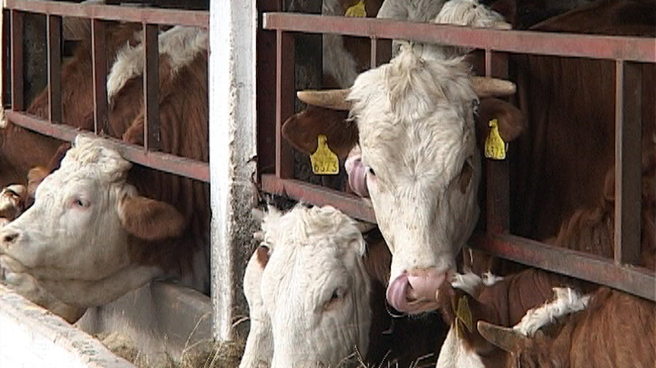 Naplata predate stoke tek u maju 2017. 1