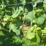 Nedimović: Podrška razvoju voćarstva 10