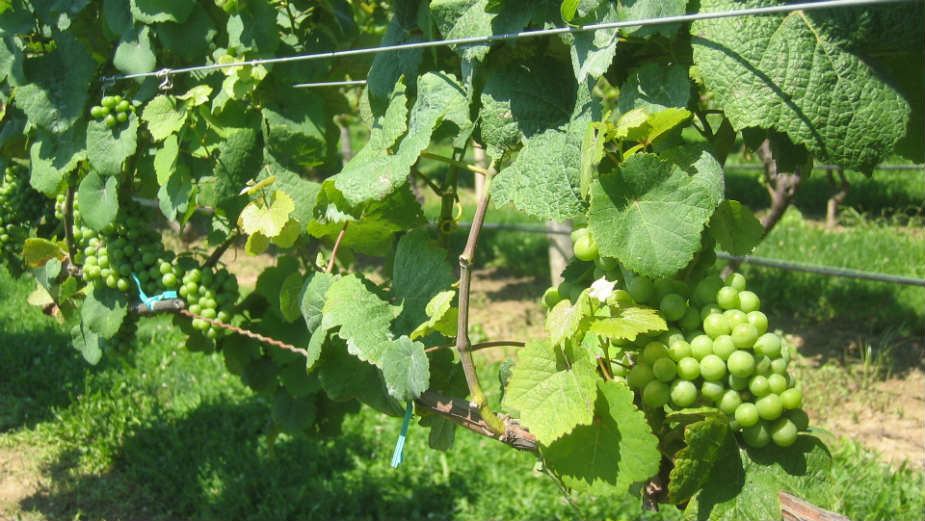 Nedimović: Podrška razvoju voćarstva 1