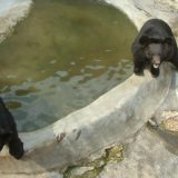 Medvedi u kandžama ljudi 5