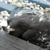 Crni orao naleteo na voz 10