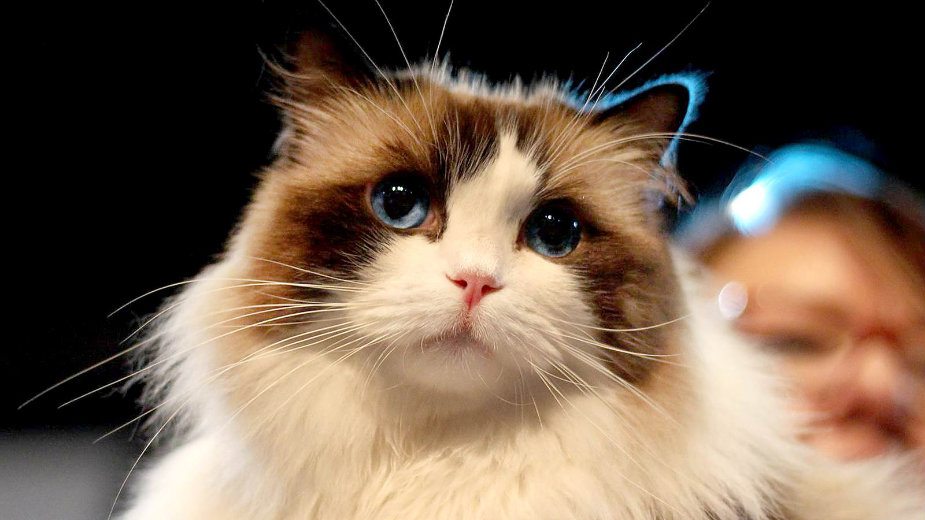 Mrnjau fest u Domu omladine ovog vikenda 2