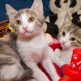 Mrnjau fest u Domu omladine ovog vikenda 11