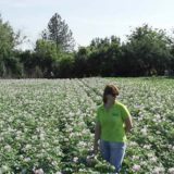 Kako utoliti glad za organik hranom 11