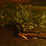 CG: Evakuisano izbegličko naselje 12