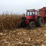 Beračem obrali tuđ kukuruz 2