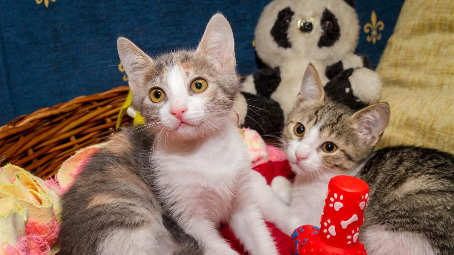 Mrnjau fest u Domu omladine Beograda 10. i 11. decembra 1