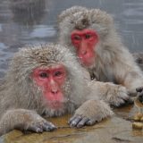 Inspekcija oduzela majmuna 8