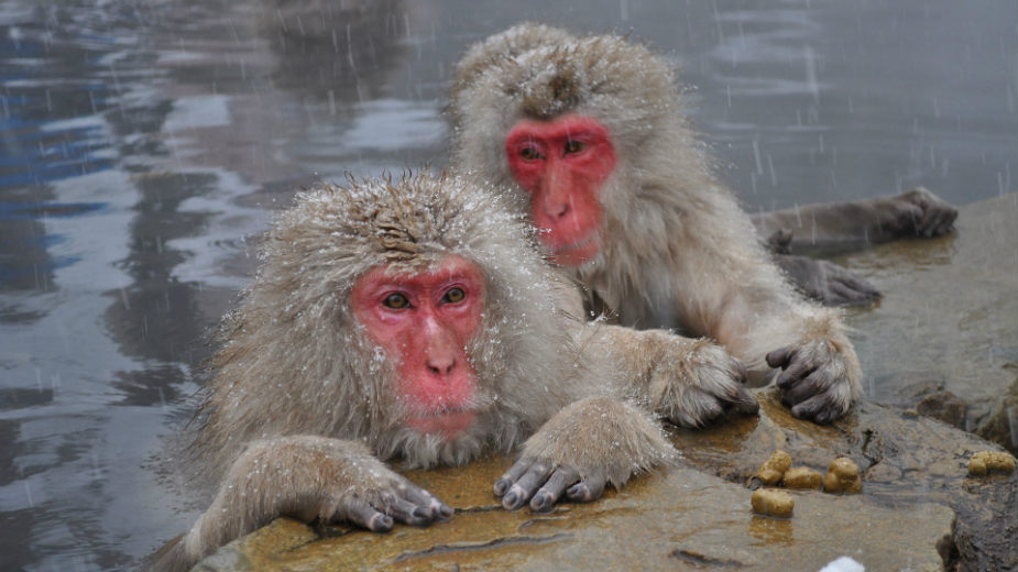 Inspekcija oduzela majmuna 1