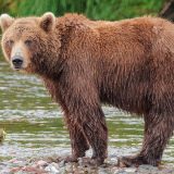 Dozvoljeno ubiti 486 medveda: Počela sezona lova na mrke medvede u Švedskoj 5