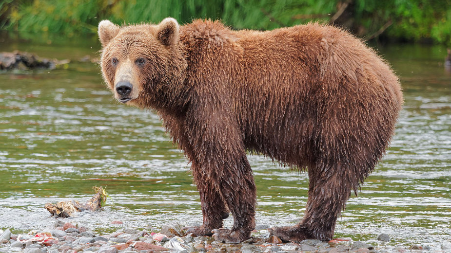 Slovenački seljaci protestovali zbog vukova i medveda 1