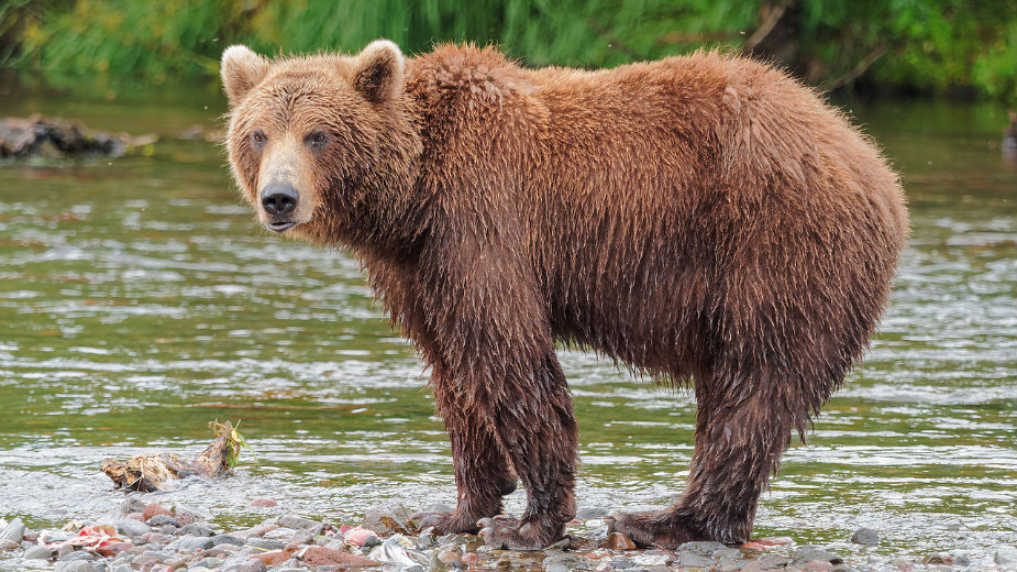 Po kuršumlijskim selima slobodno šetaju jeleni, vukovi i medvedi - meštani u strahu 1