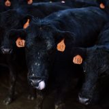 Počinje festival fotografije Vizualizator 13