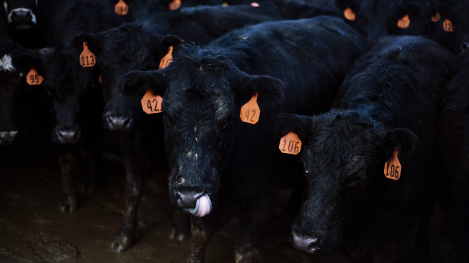Počinje festival fotografije Vizualizator 1