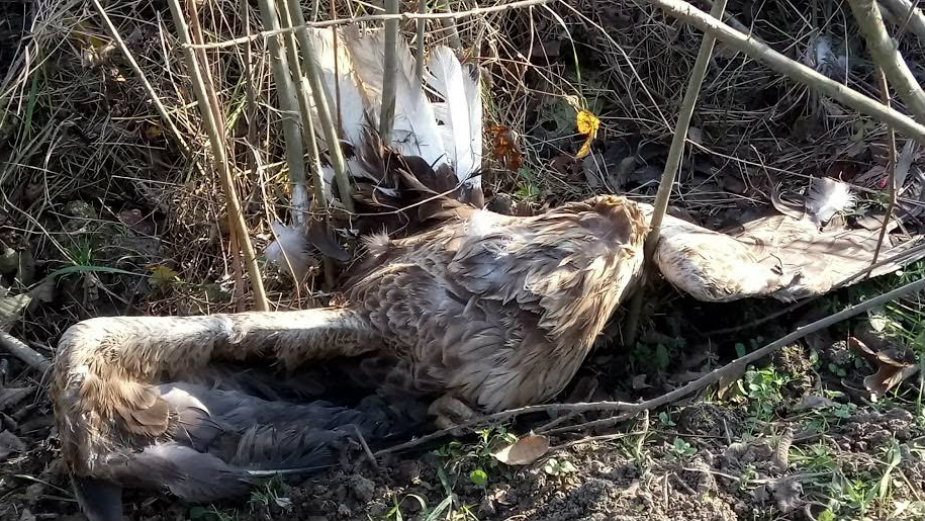 Novi slučajevi trovanja ptica 2