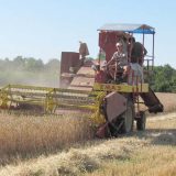 Poljoprivrednici: Suša počinje da ugrožava pšenicu i ostale useve 10