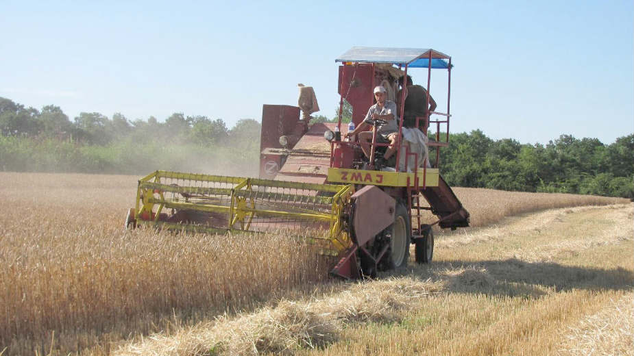 Galetin: Rod pšenice do tri miliona tona, problem sa prepunim silosima 1