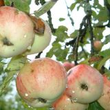 Keserović: Nevreme smanjilo rod voća u Srbiji za 10 do 15 odsto 6