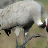 Više od 2.000 ždralova uginulo od ptičjeg gripa u Izraelu 5