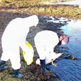 Ne hraniti labudove zbog ptičjeg gripa 13