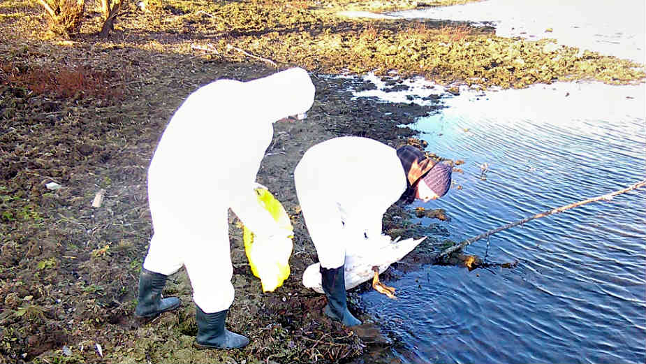 Ne hraniti labudove zbog ptičjeg gripa 1